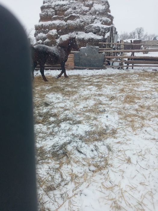 Продам кобылу...