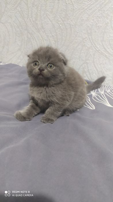 Шотландские Вислоухие котята Фолд