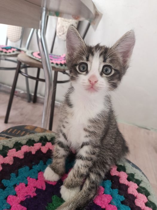 Отдам красивых котят