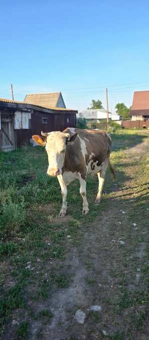 Продам молочную корову