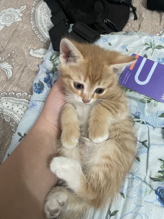 Отдам котят даром