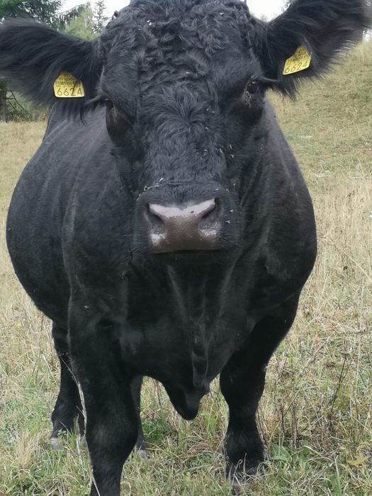 Vand taur angus