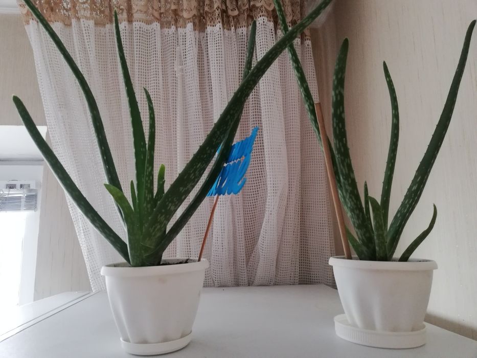 Алоэ лечебный (столетник)