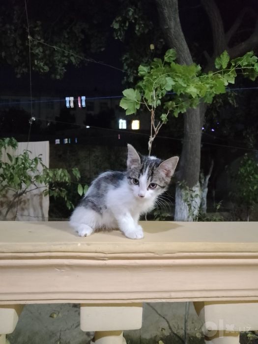 Котята, самцы, 3 шт