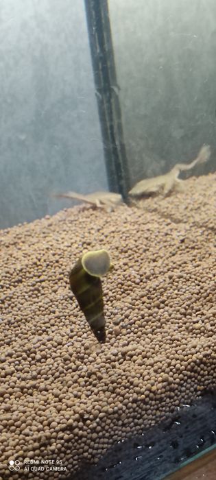 Продам улиток тиломилания( кролик)