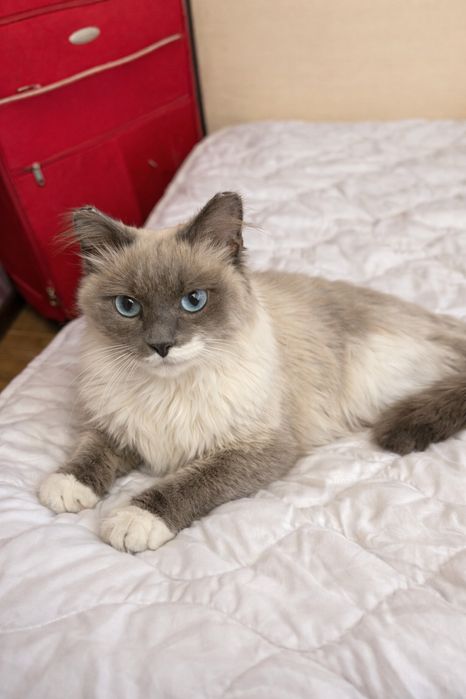 Кошечка ПУДРА ищет семью