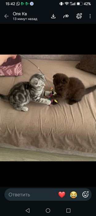 Шотландские вислоухие котята