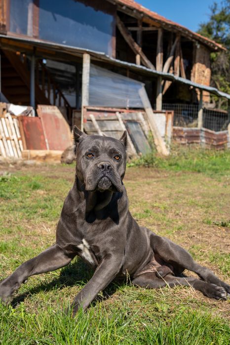 Чистокръвно канекорсо