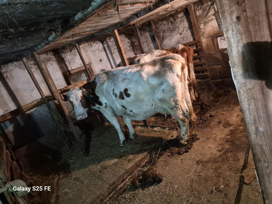 Продам двойных коров