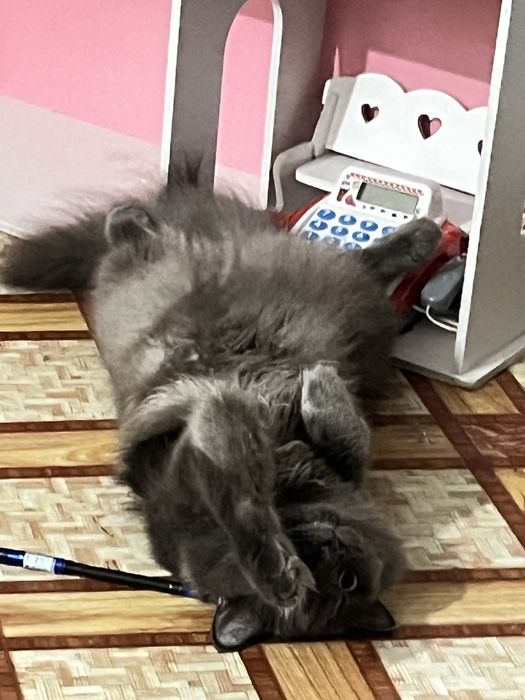 Кот в добрые руки (кастрирован)