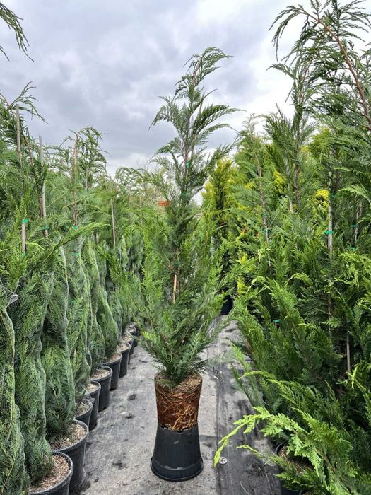 Chiparos Leylandii Extra Verde – Direct din Pepinieră