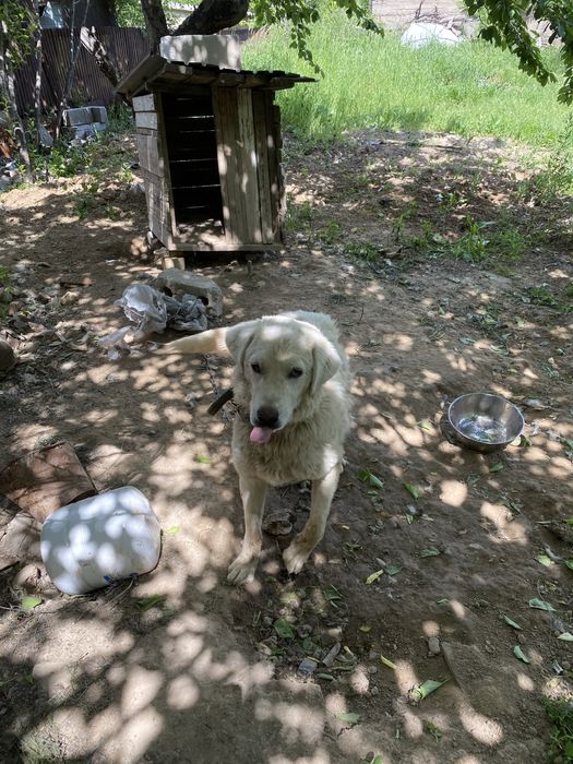 Отдам в хорошие руки пес