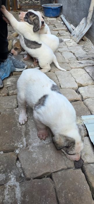 Шенки алабаи иии