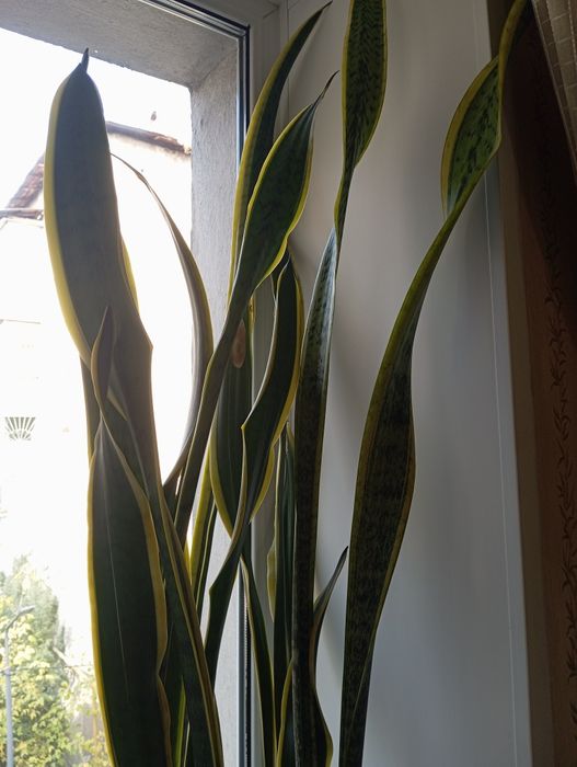 Сансивьера Лаурети