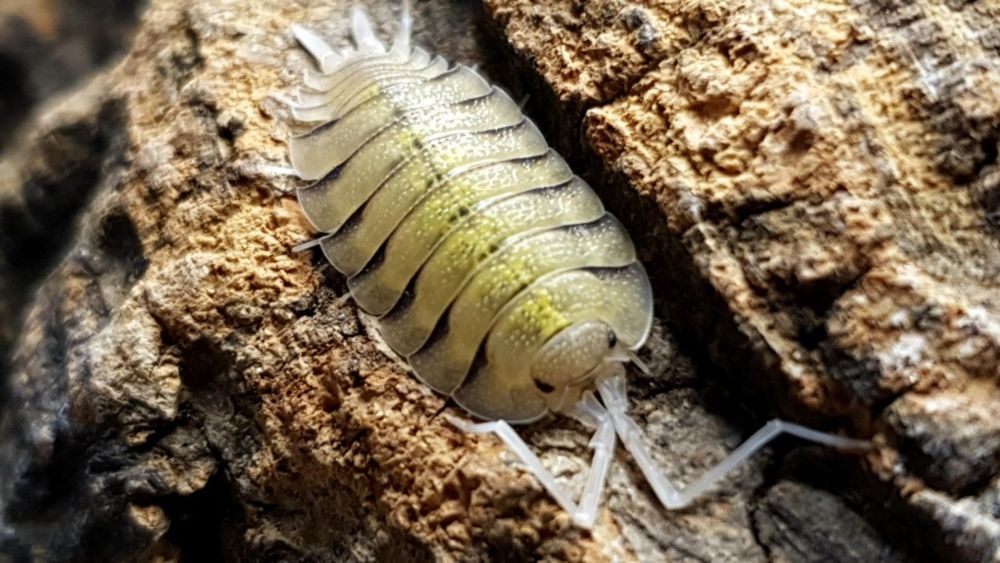 Izopode si miriapode