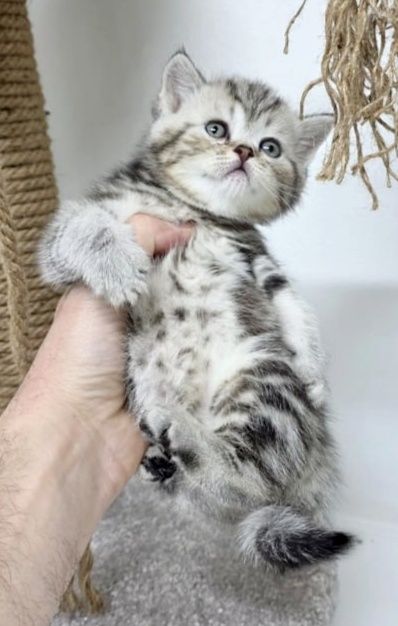 коТики ШоТланДские/