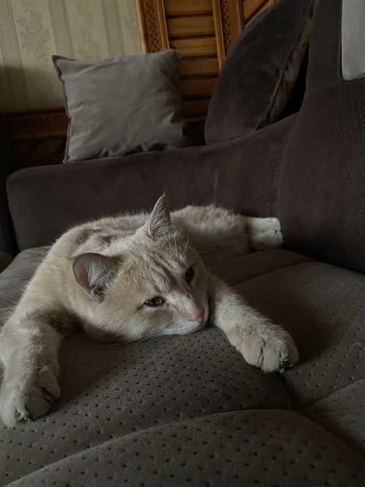 Отдам милого котика