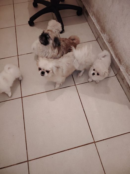 Пекинезчета бели на 60 дни