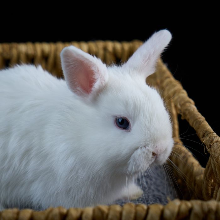 Продются декоративные крольчата.