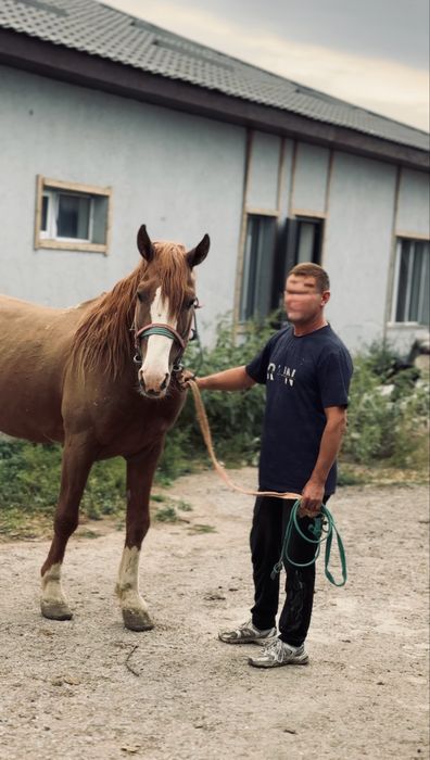 Алдыңғы көкпар ат