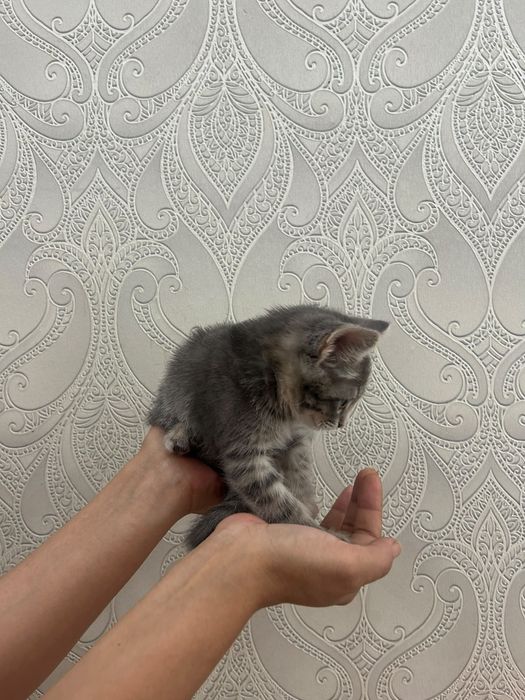 Отдам в добрые руки