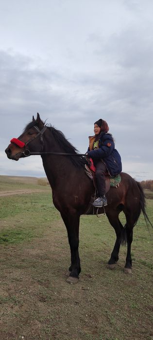 Айғыр сатылады 4 жаста жуас мінгі айгырлыгы жақсы