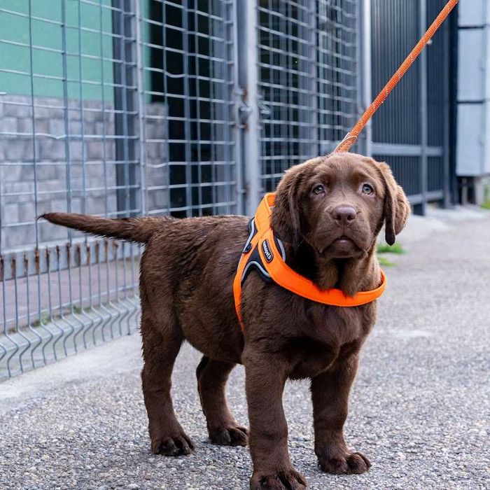 Femela labrador ciocolatie la 4 luni, Pedigree A
