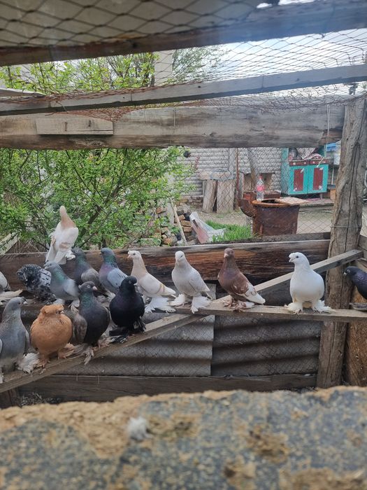 Продам голубей 19 штук