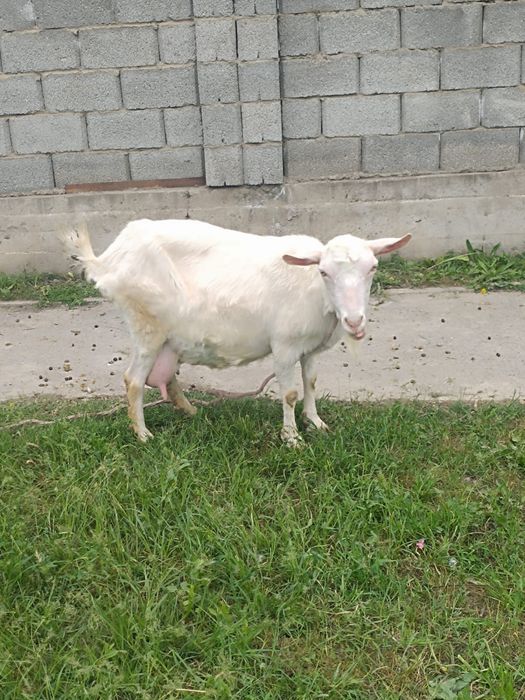 Ешкі сатылады.  150.000 тг