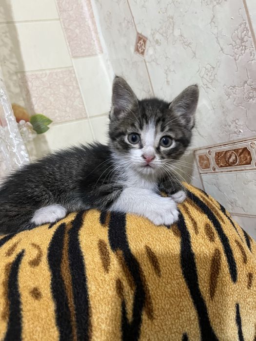 Отдам котят бесплатно