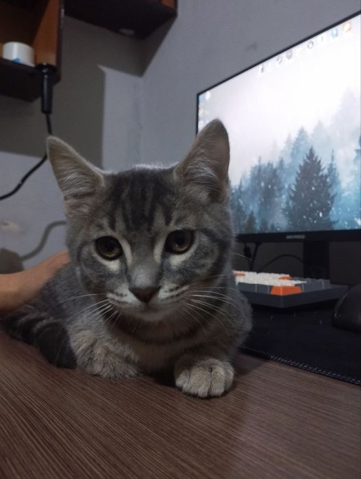 Zotli sibir mushugi 4 oylik