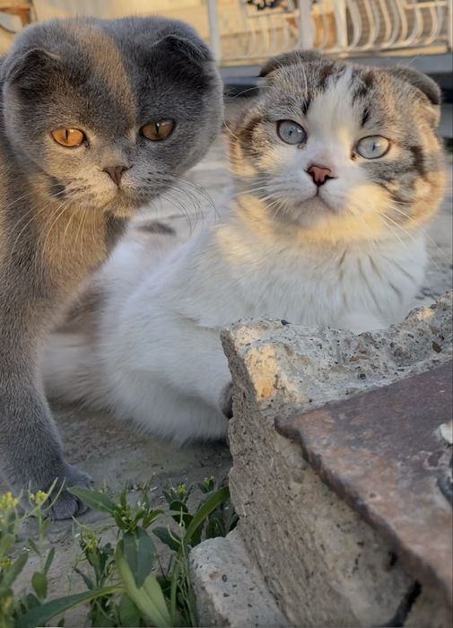 Scottish Fold (oq)