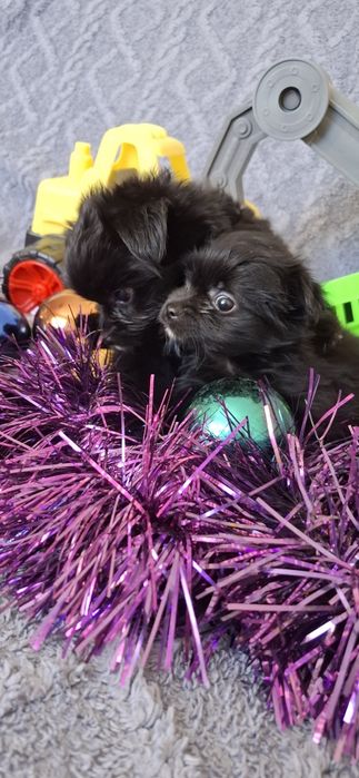 Щенки на новый год