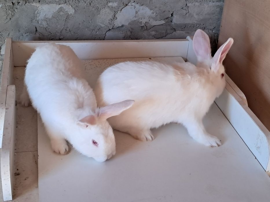 Продам кроликов.