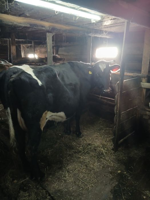 Продам дойных коров вместе с телятами