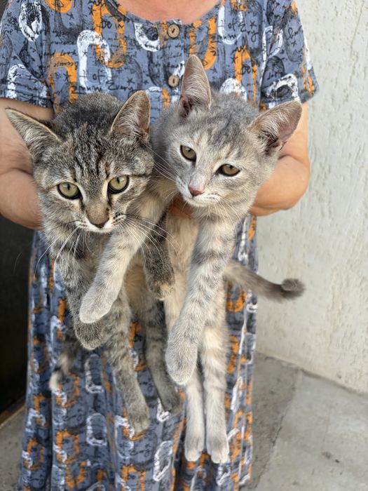 Отдам котят в добрые руки