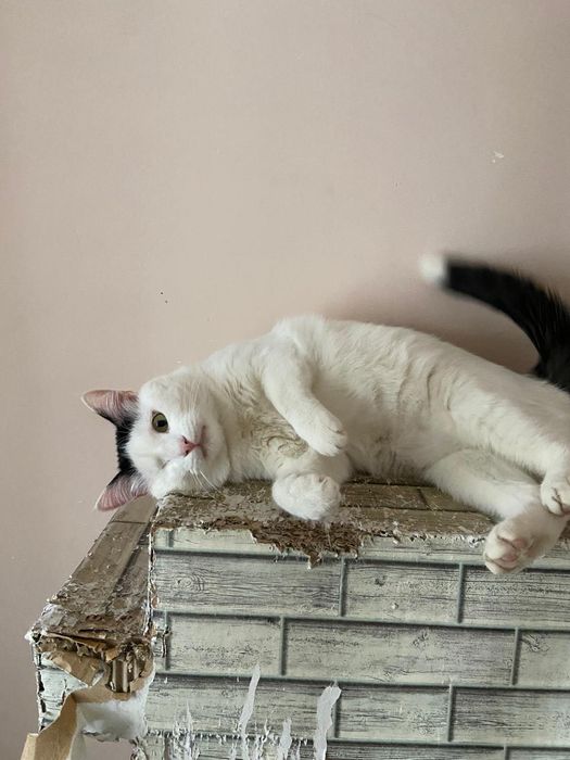 Отдам в добрые ручки