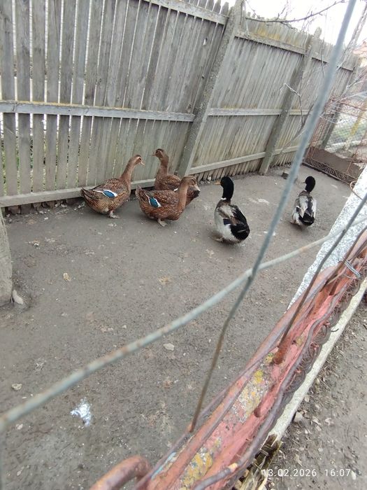 Rațe Rouen sălbatic