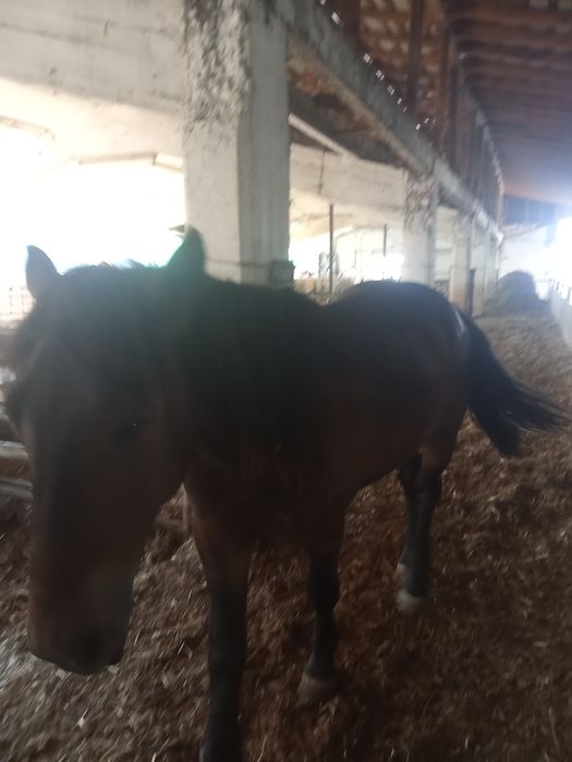 Cal de vânzare preț negociabil