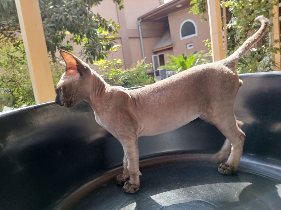 ВЯЗКА, кот Канадский сфинкс кошка приедет на 3 дня.