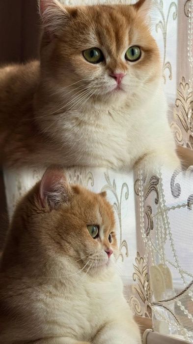 Золотая шиншила ny 12 (вязка)