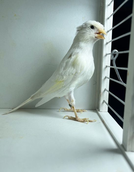 Kanareyka канарейка nar moda