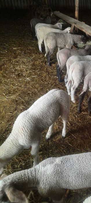 Vand berbecutii friza