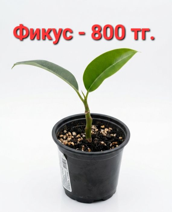 Распродажа!!! Комнатные растения разные