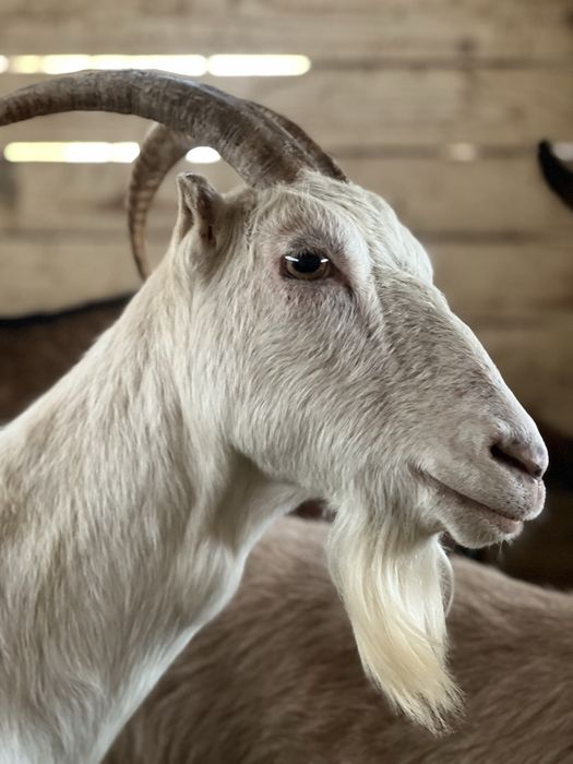 Vând capre de rasă