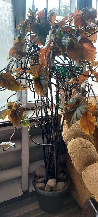 Домашние   цветы