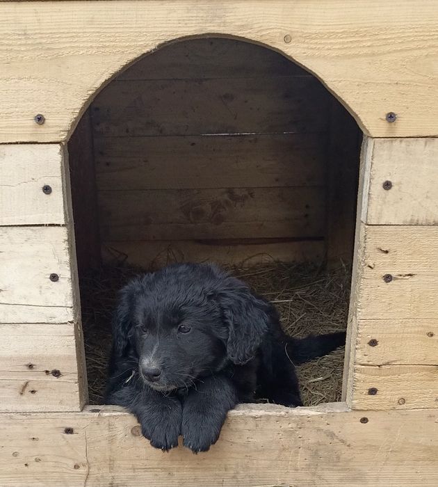 Щенок девочка бесплатно!