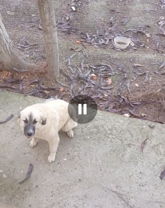 Отдам в хорошие руки