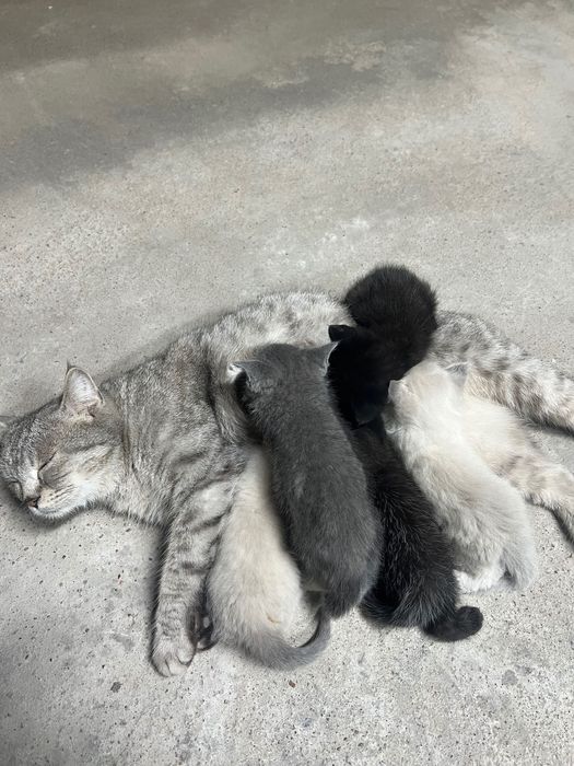 Отдам кошек в надежные руки