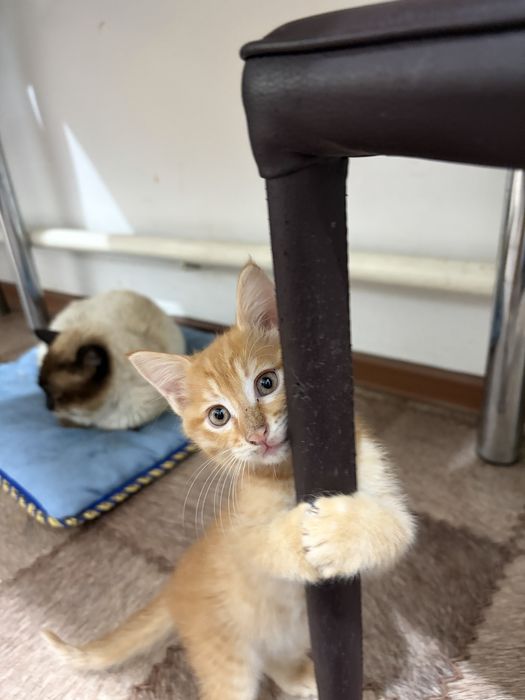 Котята 2 месяца..
